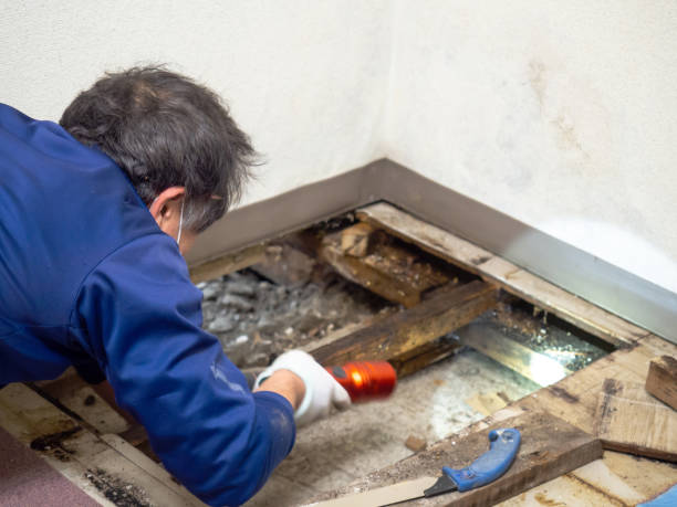 Best Mold Testing  in Tualatin, OR