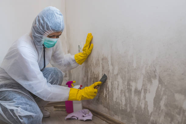 Best Black Mold Removal  in Tualatin, OR
