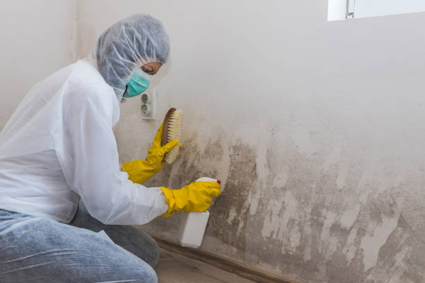 Certified Mold Removal in Tualatin, OR
