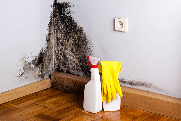 Best Attic Mold Removal  in Tualatin, OR